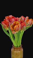 Wall Mural - Time lapse of opening and dying Red Parrot tulip with ALPHA channel, vertical orientation