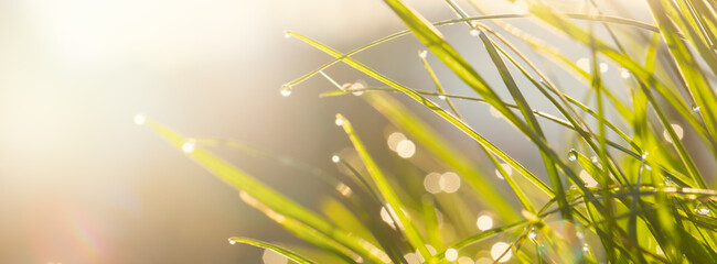 Wall Mural - Fresh green grass background in sunny summer day