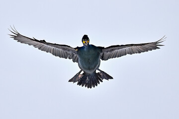 Wall Mural - european shag