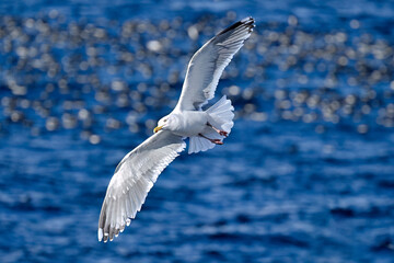 Wall Mural - european herring gull