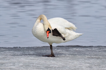 Wall Mural - mute swan balancing