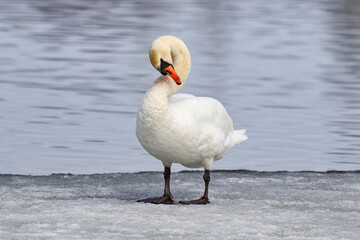 Wall Mural - Mute swan flexing