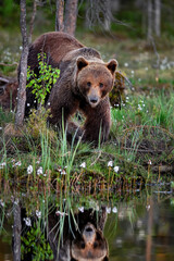 Bear is observing by the swamp lake.