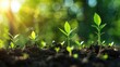 © Tunsale - The seedling grows with the working axes of growth. Young plants grow.