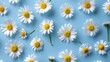 © Lucky Ai - Flowers composition. Pattern made of daisy. Spring and summer chamomile flowers on a wooden light blue background. Flat lay, top view, copy space