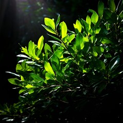 Canvas Print - green leaves in the sunlight