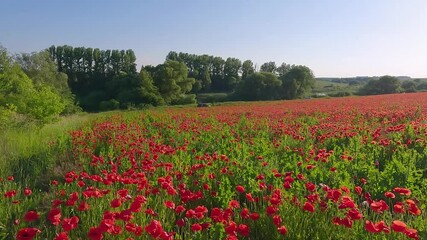 Poster - Red poppy flowers on green meadow in bloom. Breathtaking summer view of poppies on the field. Beauty of countryside concept background. 4K video (Ultra High Definition).