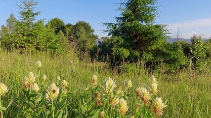 Sticker - Blooming of Trifolium ochroleucon floweras on the freen meadow. Fresh green scene of Carpathian mountains. Amazing summer view of mountain meadow. 4K video (Ultra High Definition).