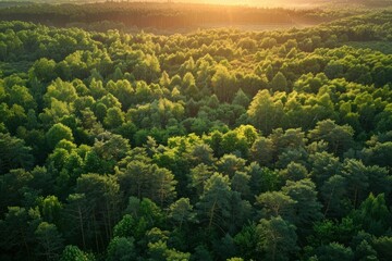 Lush green forest and sunrise overhead a serene view of nature's beauty to inspire your travel plans