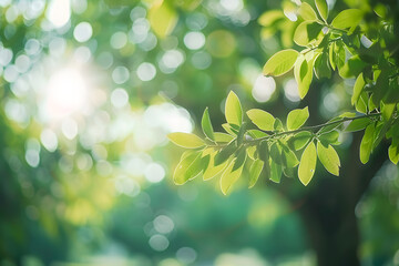 Sticker - abstract blurred leaves of tree in nature forest with sunny and bokeh light at public park background