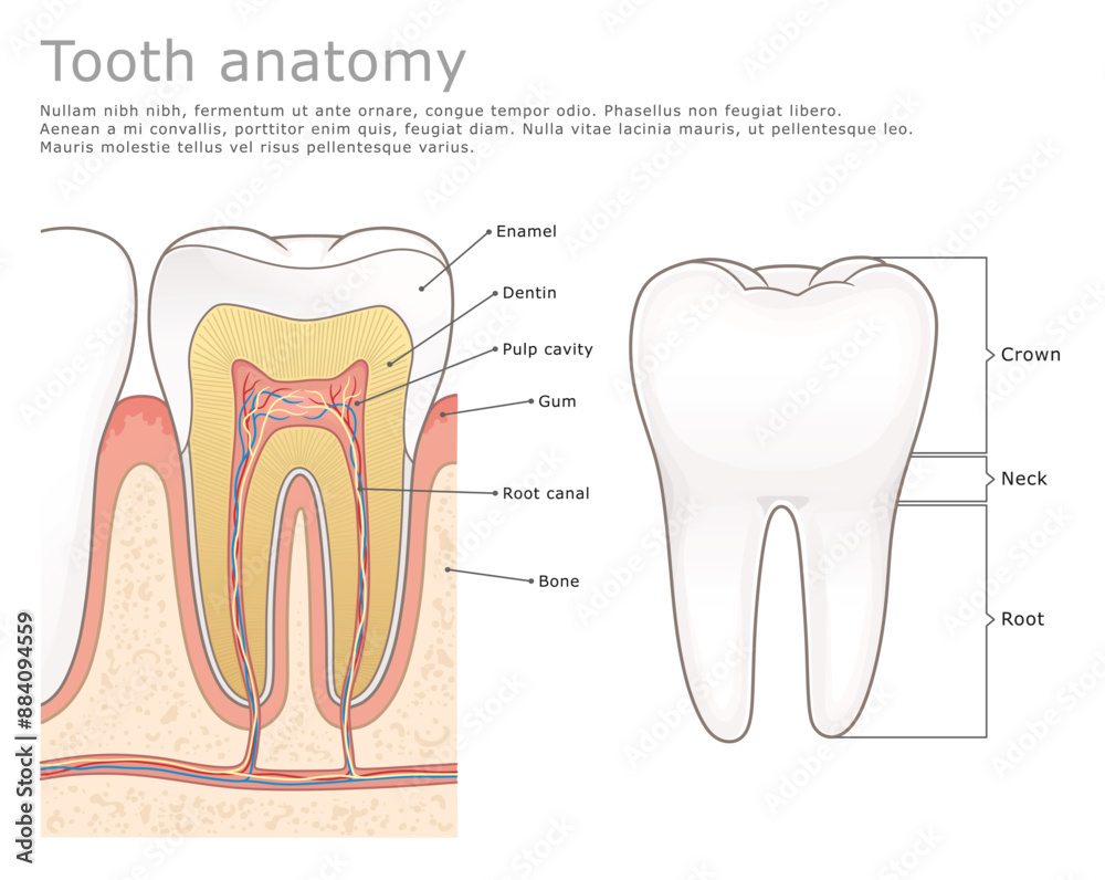 Human tooth molar anatomy labeled. Dental medical vector illustration ...