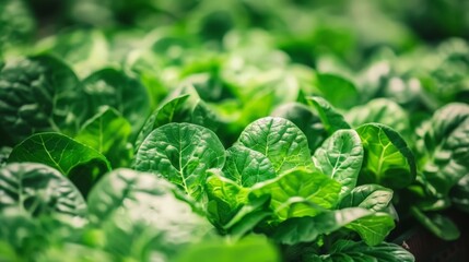 Poster - Learn about the future of agriculture and food production, leveraging vertical farming, biotechnology, and sustainable practices