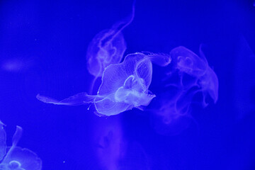  jellyfish float gracefully against a deep blue background