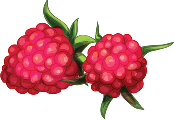 Poster - Two ripe raspberries are growing on a branch with green leaves