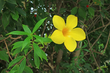 Wall Mural - eye-catching yellow allamanda cathartica or golden trumpet blooming in the garden