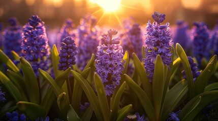 Sticker - Hyacinths bathed in golden light