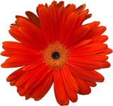 orange gerbera isolated png