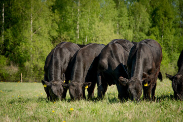 black angus young bulls in sunny day grazing