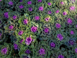 Wall Mural - Ornamental Cabbage Yellow Purple and Green Leaves Arranging in Rows