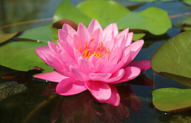Wall Mural - closeup of a gorgeous pink waterlily blooming in the sunlight