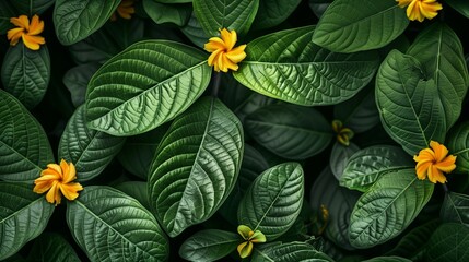 Poster - Natural patterns in leaves and flowers show intricate designs and symmetry, inspiring art and science.
