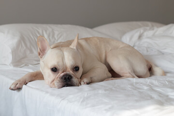 French Bulldog laying on bed and looking on the camera.