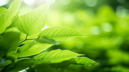 Poster - Fresh green leaf texture in summer garden, vibrant colors, sunlight filtering through