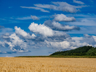 Canvas Print - Getreideanbau im Sommer