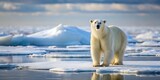 Polar bear standing on a vast expanse of ice, Polar bear, Arctic, Wildlife, Animal, Ice, Snow, Environment