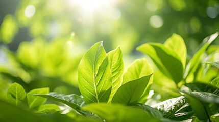 Poster - Vibrant green leaf in garden, summer season, sunlight highlighting texture