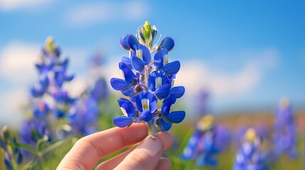 Wall Mural - A photograph of a hand gently holding a bluebonnet flower, with a clear blue sky and distant flowers in the background, symbolizing connection with nature.