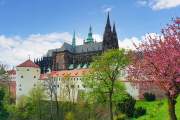 Wall Mural - Prague castle, Cathedral and Powder Tower, Prague, Czech Republic