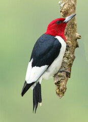 Wall Mural - redheaded woodpecker close-up