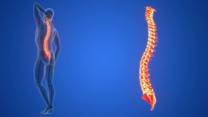 Wall Mural - Spinal Cord Vertebral Column of Human Skeleton System Anatomy Animation Concept