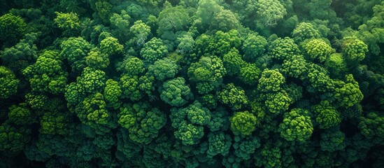 Canvas Print - Aerial View of Lush Green Forest Canopy