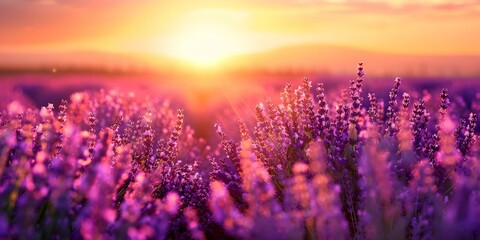 Wall Mural - Vibrant lavender field at sunset with blooming flowers and warm sun rays. Concept Outdoor Photoshoot, Lavender Field, Sunset, Blooming Flowers, Warm Sun Rays