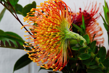 Profile Of Yellow And Red Flower On Green Stalk