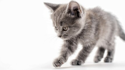 Poster - Gray purebred kitten on white background