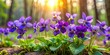 Purple violets blooming in a garden.