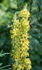 Poster - Black mullein (Verbascum nigrum) blooms in nature