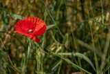 Fototapeta Lawenda - Red field poppy in the grain