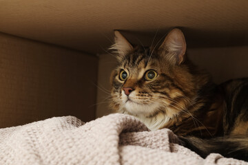 Wall Mural - Cute cat sitting in overturned cardboard box with blanket at home, closeup