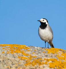 Wall Mural - Graceful White Wagtail Perched on Mossy Rock