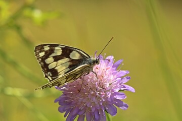 Wall Mural - Schachbrettfalter (Melanargia galathea) auf Acker-Witwenblume (Knautia arvensis)