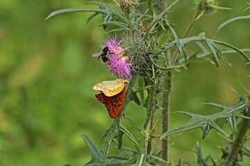 Wall Mural - Männlicher Kaisermantel (Argynnis paphia) auf Gewöhnlicher Kratzdistel (Cirsium vulgare)