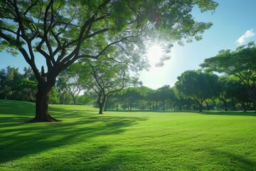 Scenic park with lush green lawn and tall trees peaceful outdoor space serene nature scene sunny day