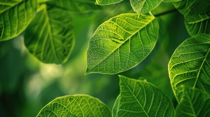 Poster - Green Leaves Macro Photography