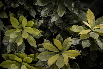 Abstract green leaves nature texture background.Creative layout for design