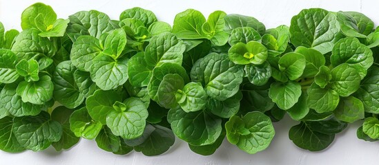 Wall Mural - Green Leaves on White Background