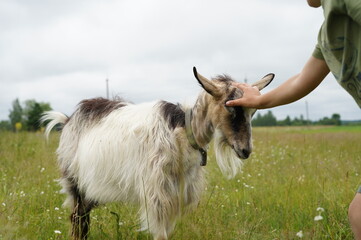 Goat, goats in nature, domestic animals, in the village, goats grazing on a tether in nature, in the garden, kid goats, farm, grass, wild goats, sky, landscape, nature, green, summer, cloud, land, hor